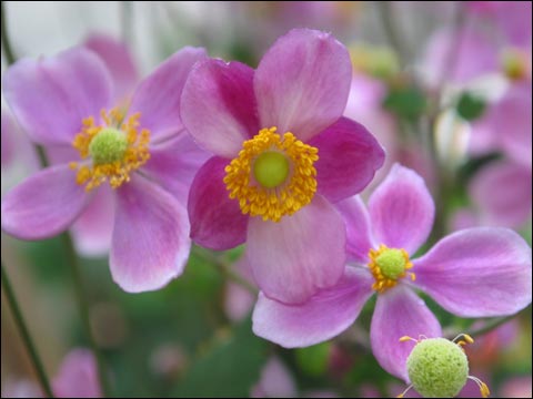 气象条件对花卉生长发育的影响